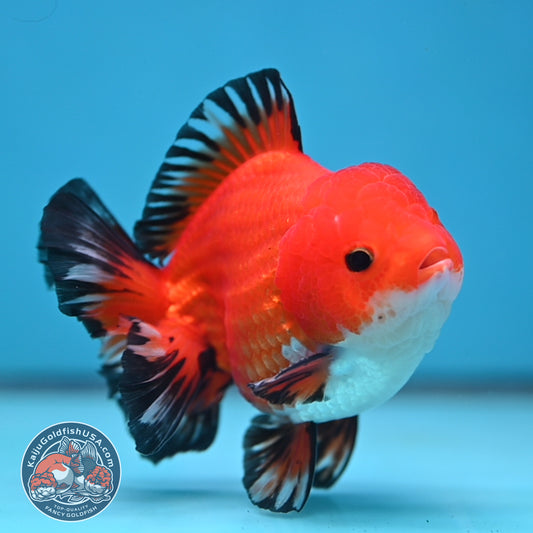 YuanBao Tricolor Oranda 3.8 inch Body (251212_OR05)