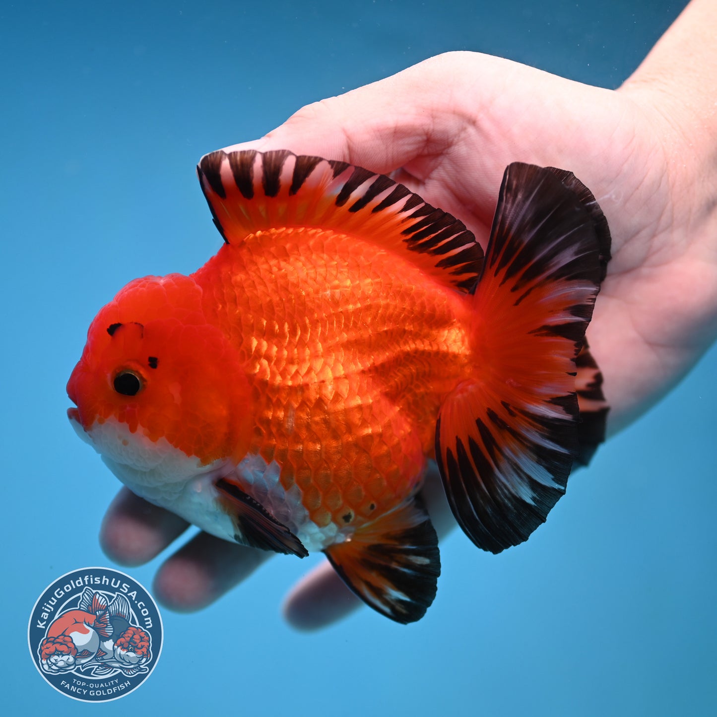 YuanBao Tricolor Oranda 3.8 inch Body (251212_OR05)