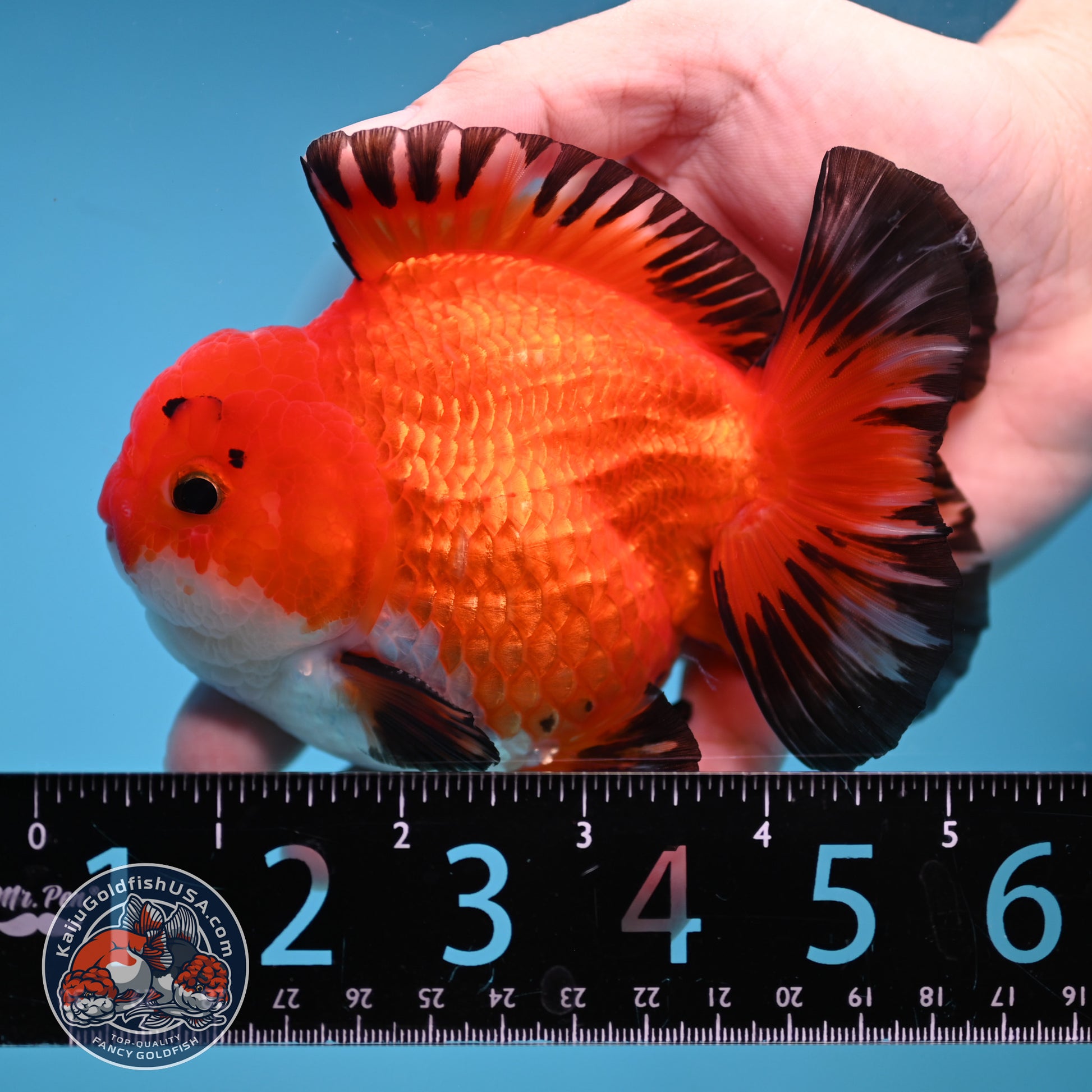 YuanBao Tricolor Oranda 3.8 inch Body (251212_OR05)