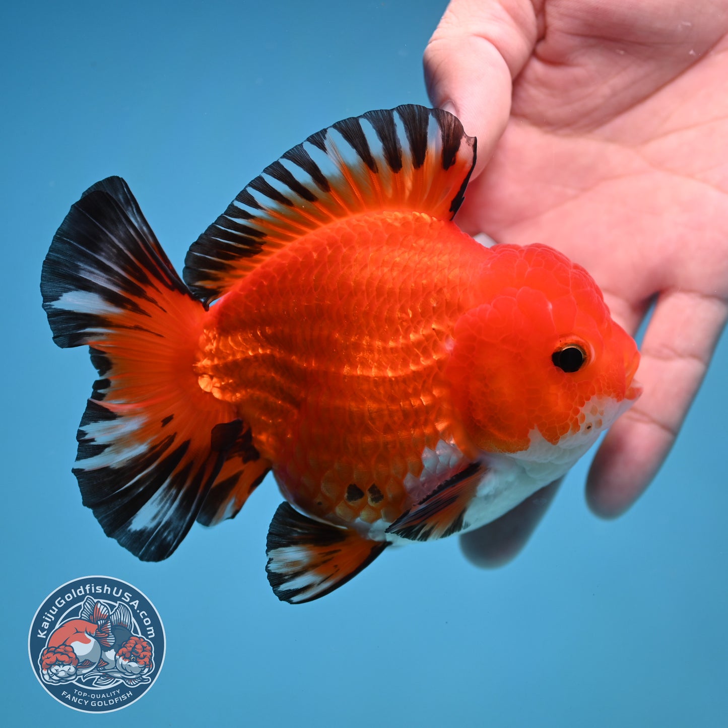 YuanBao Tricolor Oranda 3.8 inch Body (251212_OR05)