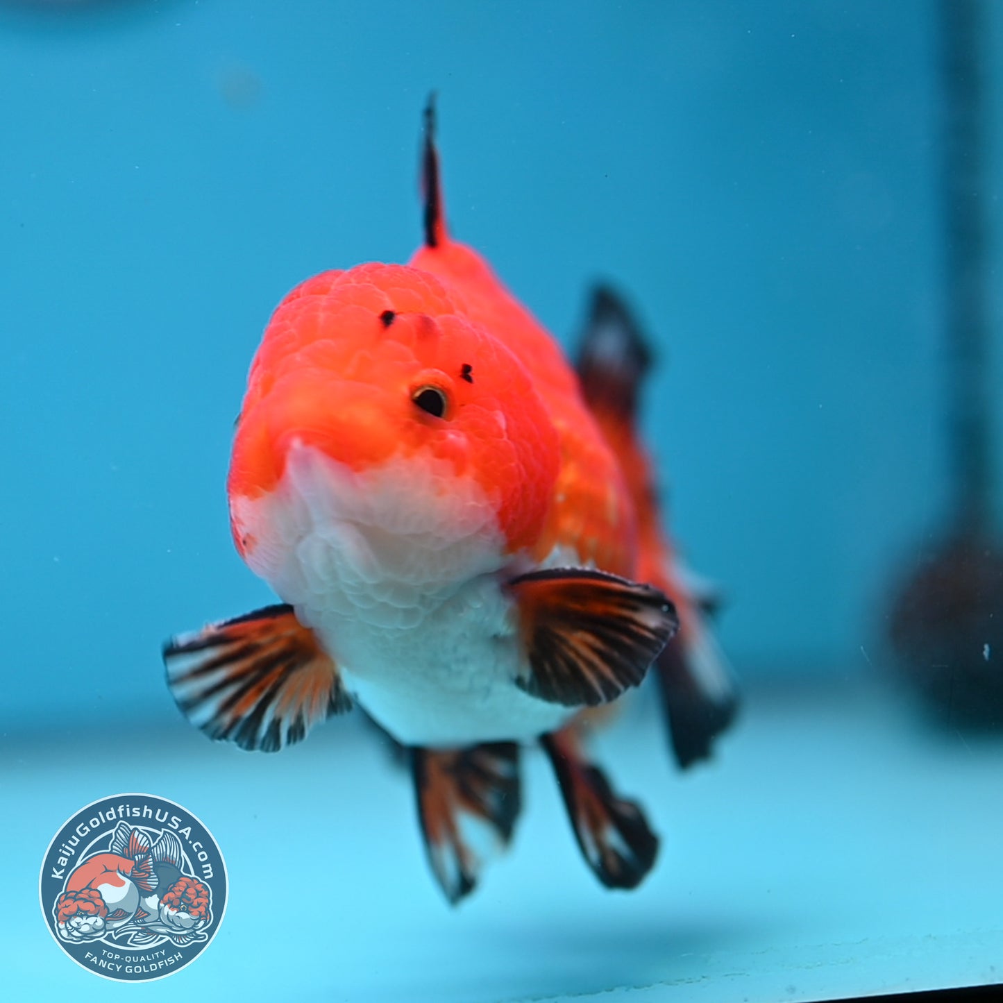 YuanBao Tricolor Oranda 3.8 inch Body (251212_OR05)