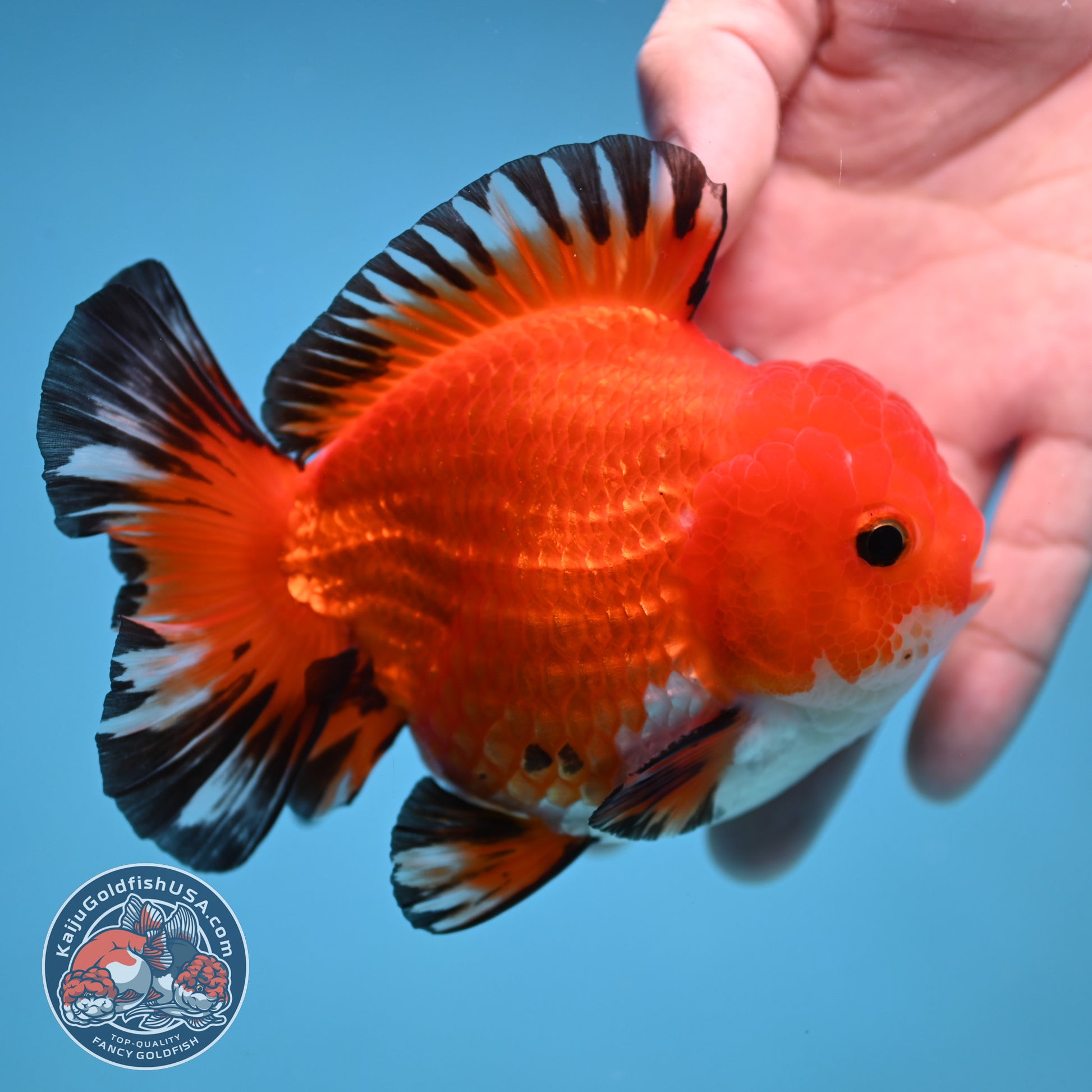 YuanBao Tricolor Oranda 3.8 inch Body (251212_OR05)