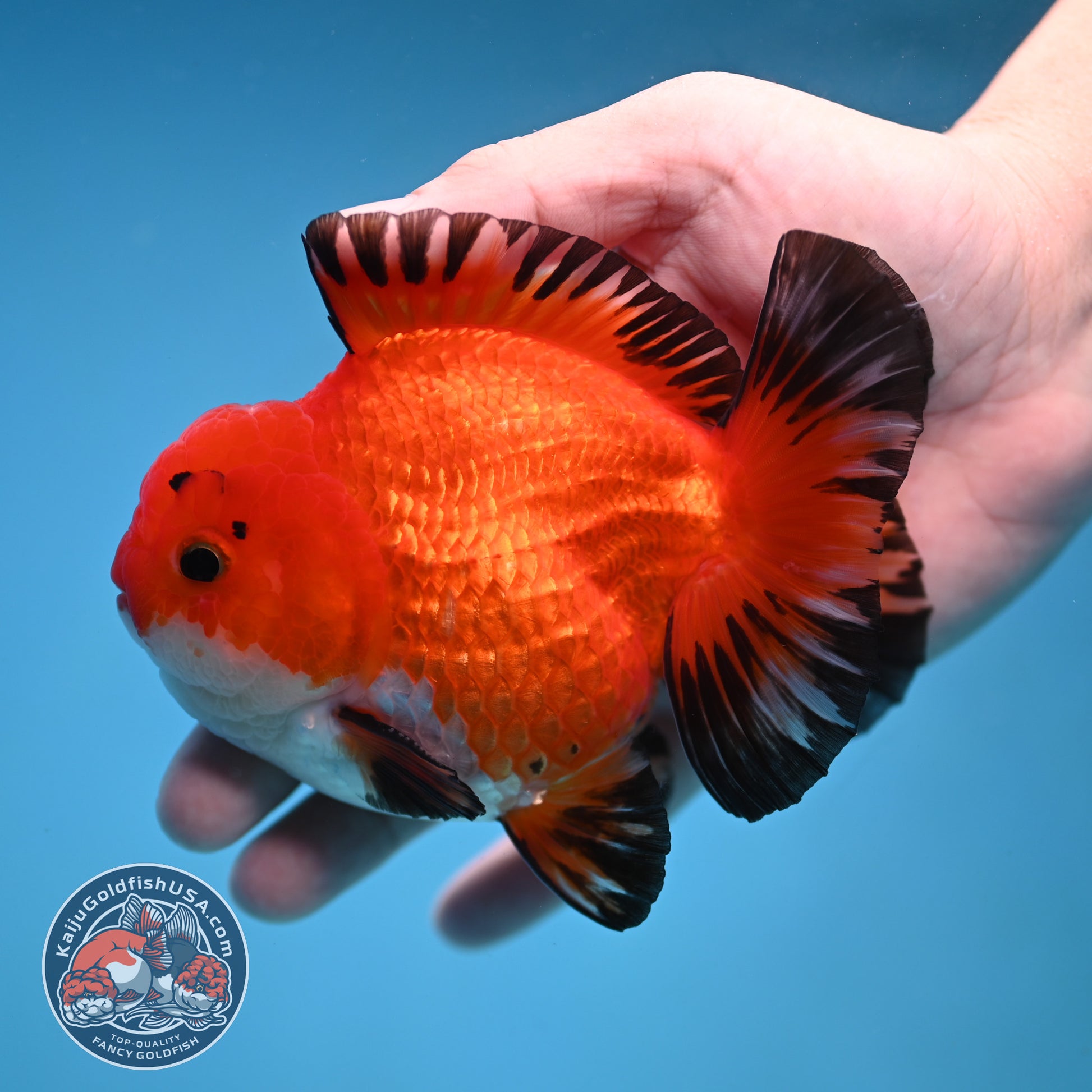 YuanBao Tricolor Oranda 3.8 inch Body (251212_OR05)