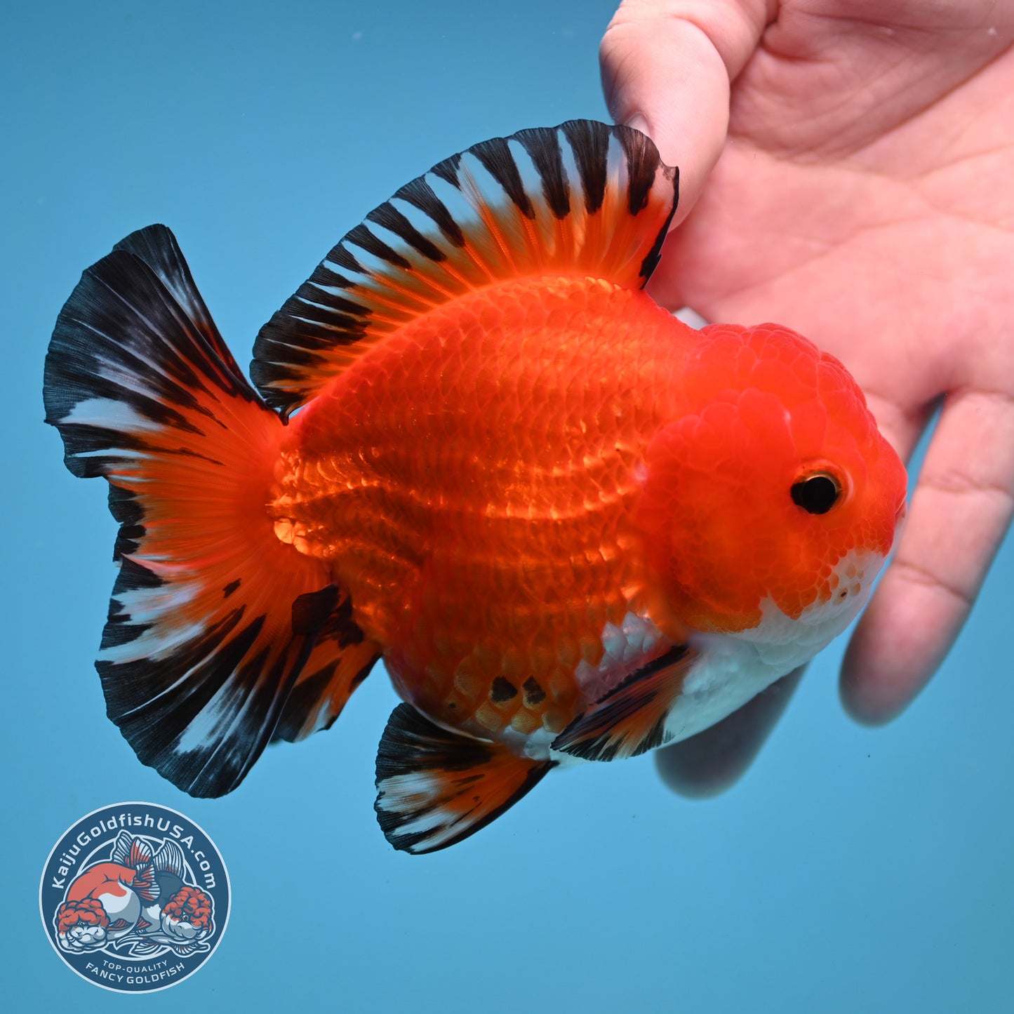 YuanBao Tricolor Oranda 3.8 inch Body (251212_OR05)