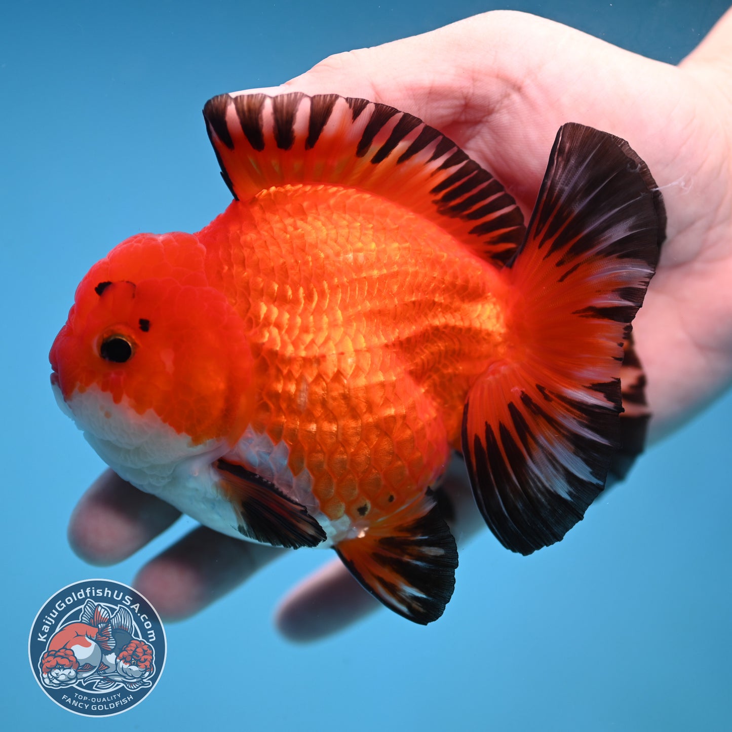 YuanBao Tricolor Oranda 3.8 inch Body (251212_OR05)